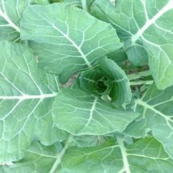 Clarence and Elma Produce Farms